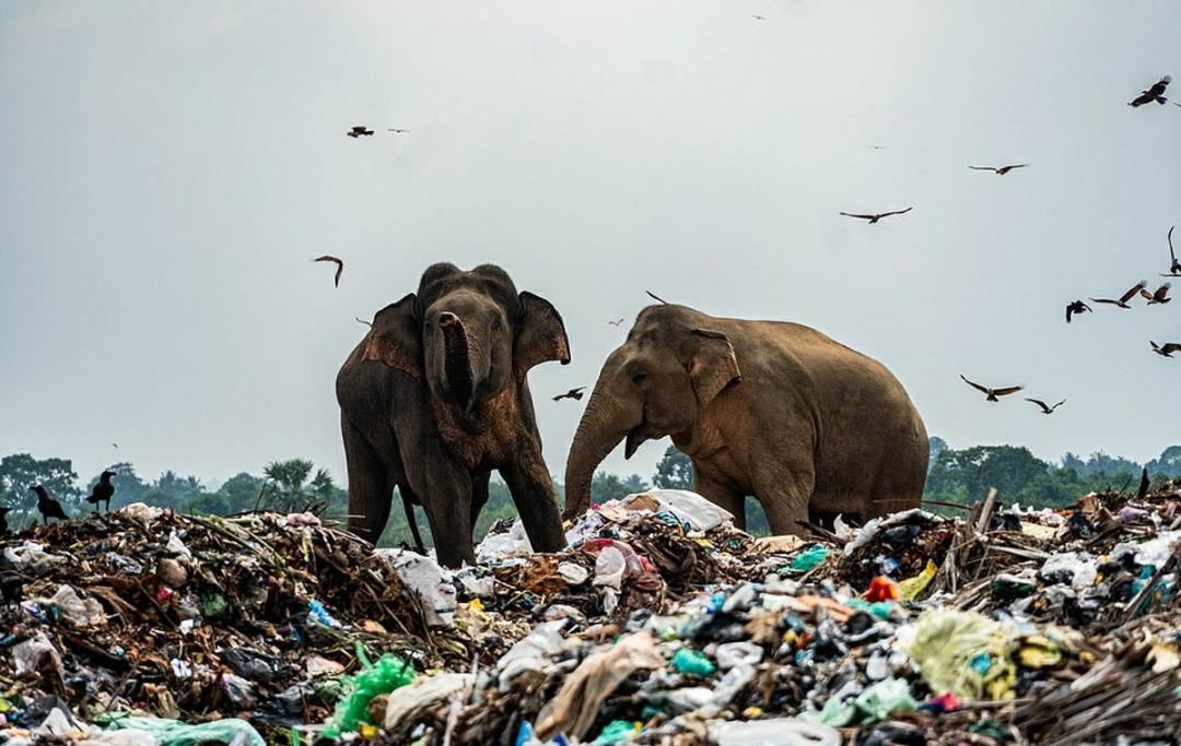 Elefanti disastro ambientale