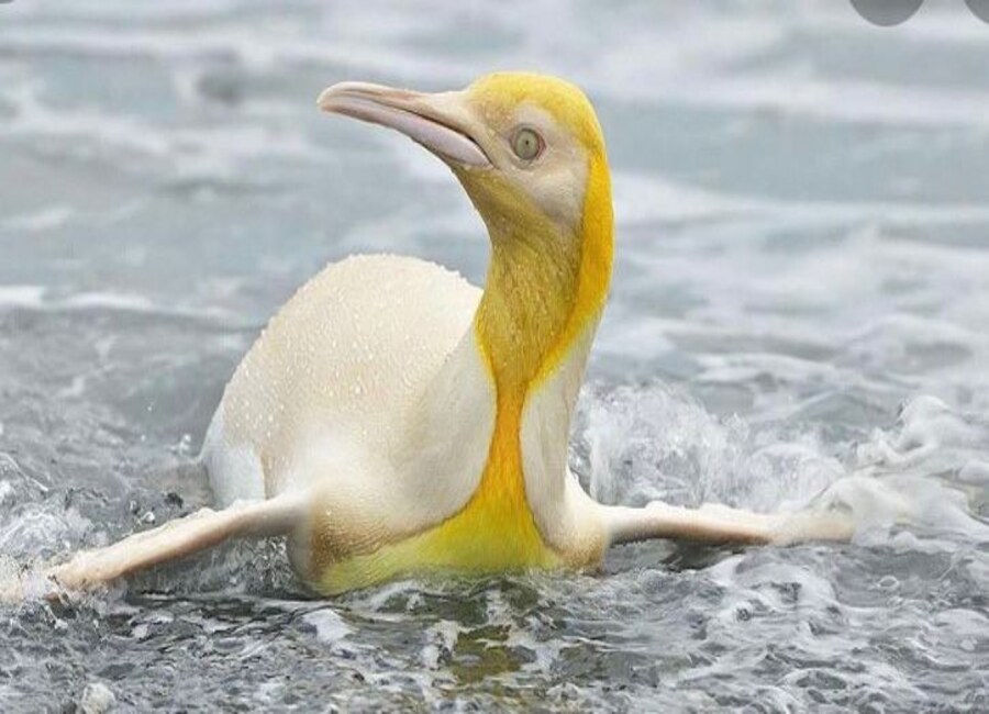 Pinguino giallo rarissimo avvistato in Antartide