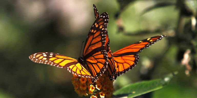 la migrazione delle farfalle Monarca