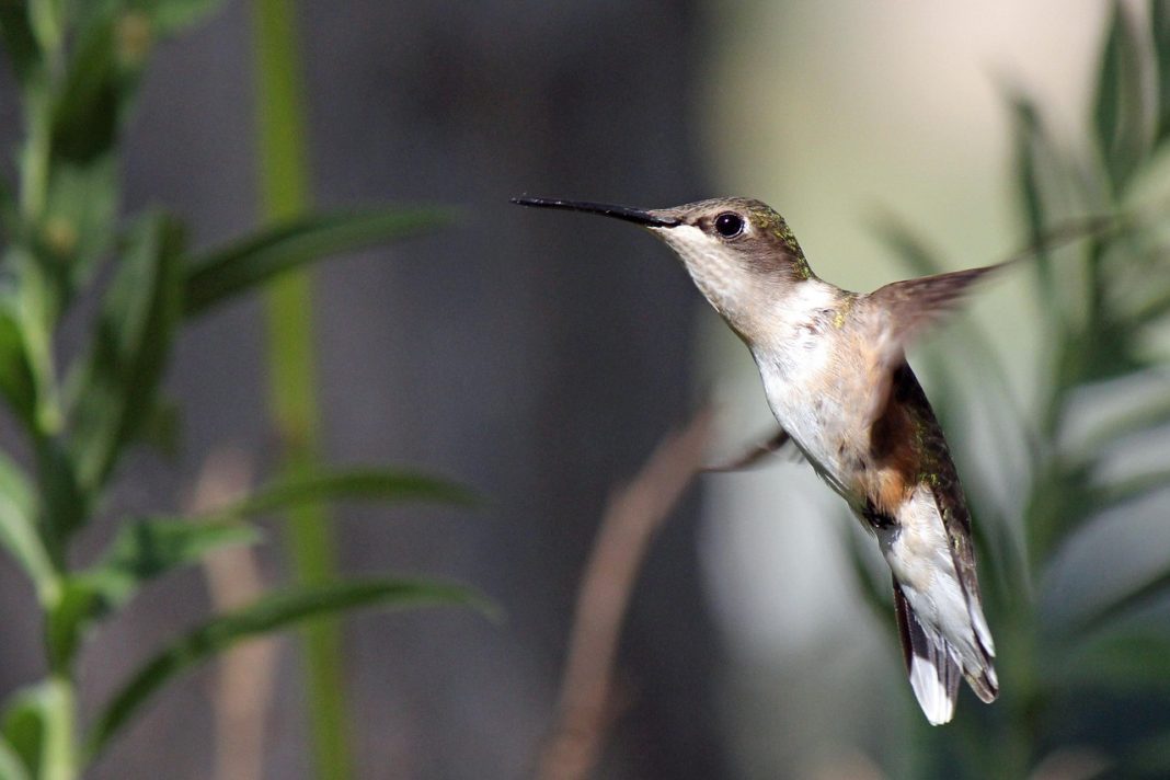 I colibrì