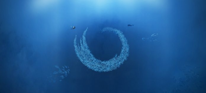 Sealogy