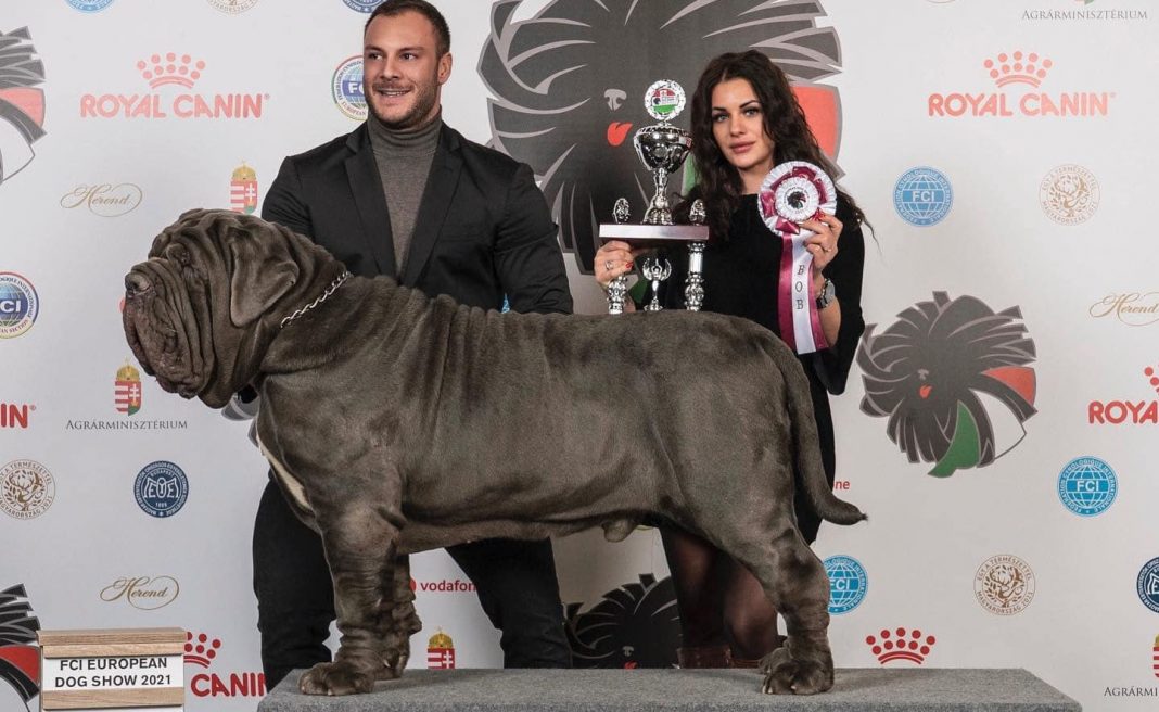 Stallone, mastino napoletano, è il cane più bello d'Europa