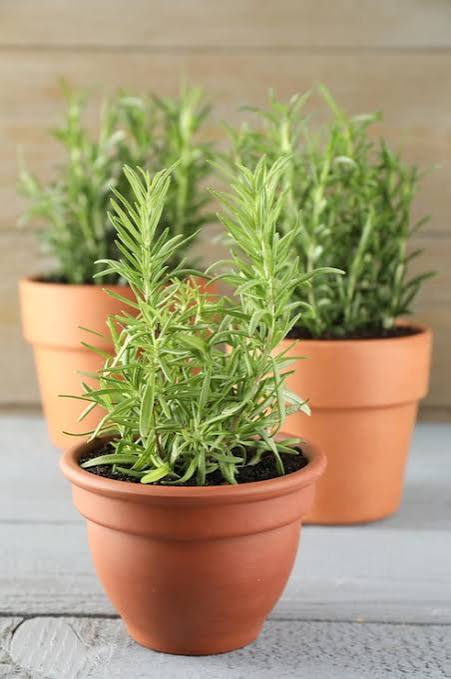 piante aromatiche