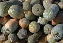 Zucca lunga napoletana: il sapore dell’autunno, oltre Halloween Zucca Napoletana