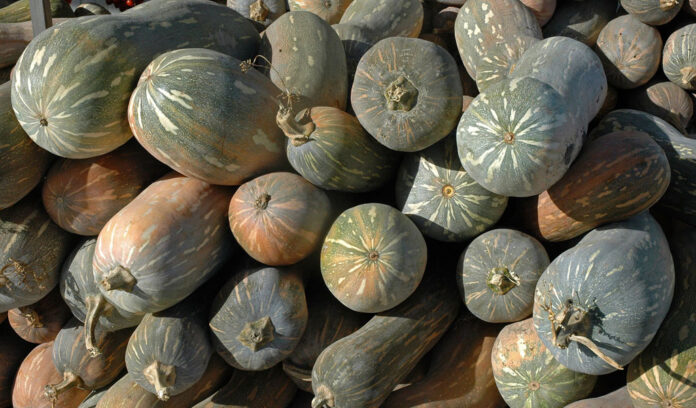 Zucca_napoletana_tonda Zucca Napoletana
