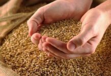 Grani Antichi Siciliani, nasce Rete d’Impresa