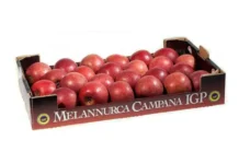 Mela annurca: la regina campana Mela Annurca
